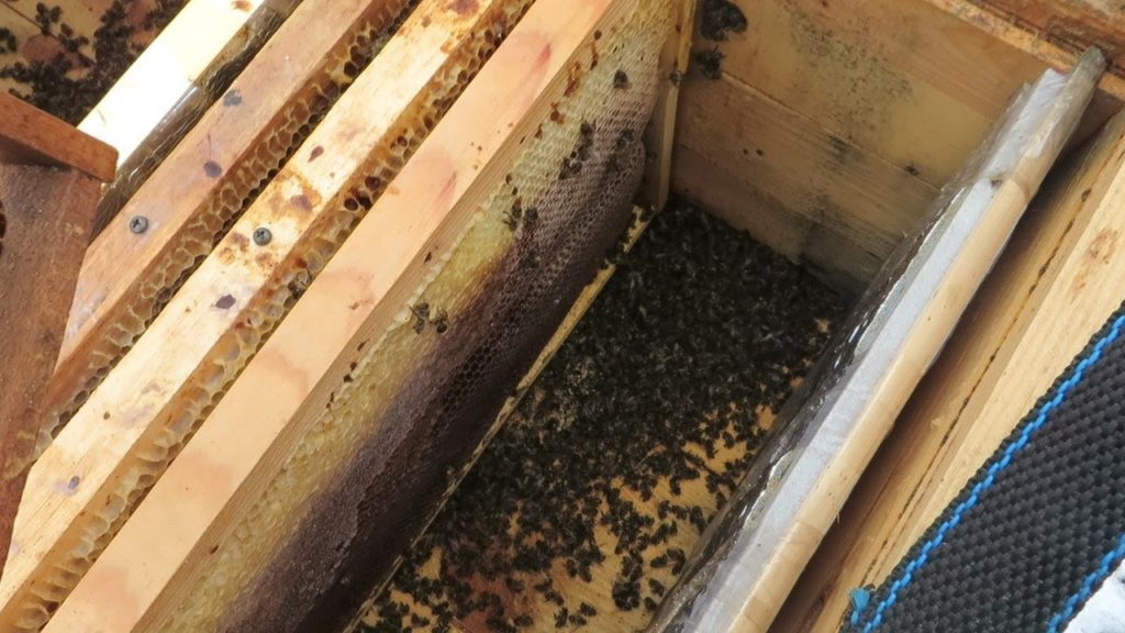 Hur övervintrar bin?