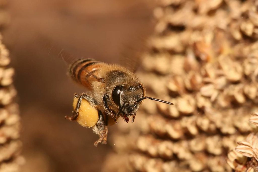 Hoe overwinteren bijen?