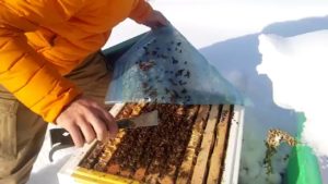 Hur övervintrar bin?