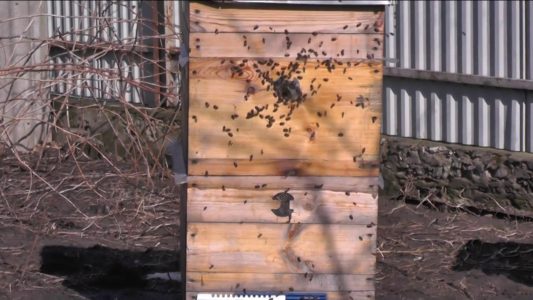 Pembiakan lebah dua ratu: kaedah dan ciri.