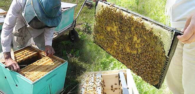Tavaszi munka a méhészetben szakaszosan.