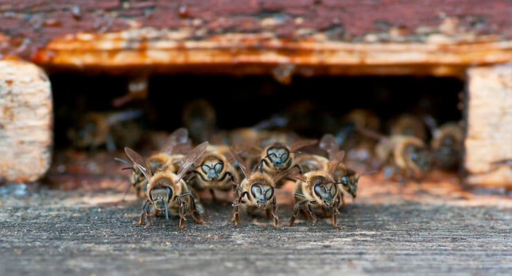 Musim semi bekerja di tempat pemeliharaan lebah secara bertahap.