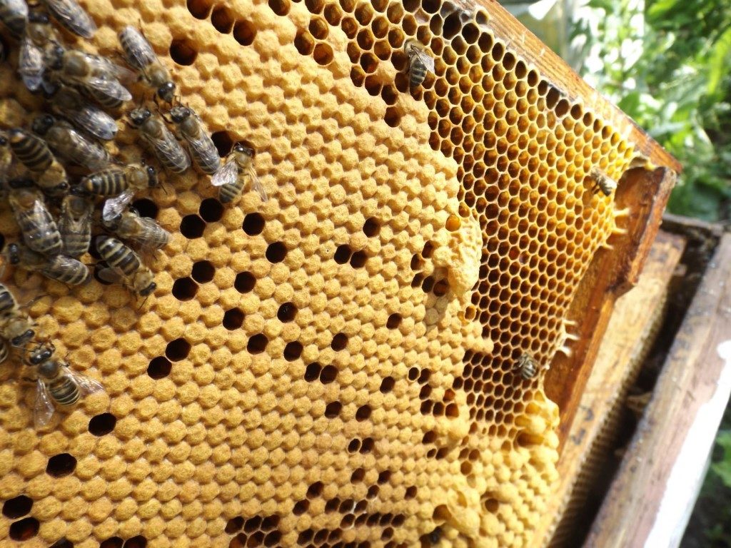 Lentewerk in de bijenstal in fasen.