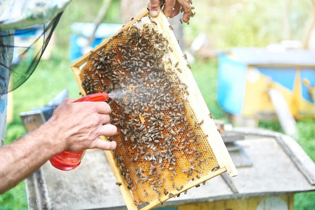 Tavaszi munka a méhészetben szakaszosan.
