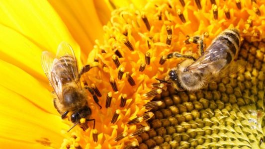 Bisnis peternakan lebah: cara memulai, analisis terperinci
