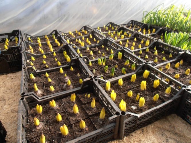 Hur man odlar hydroponiska tulpaner hemma.