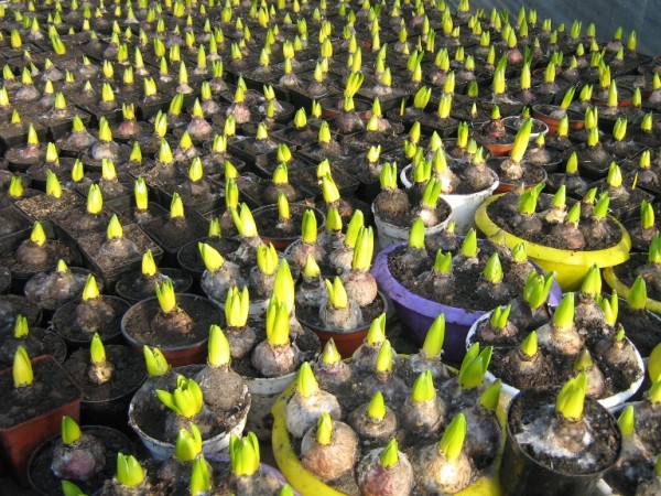 Hoe hydrocultuur tulpen thuis te kweken.