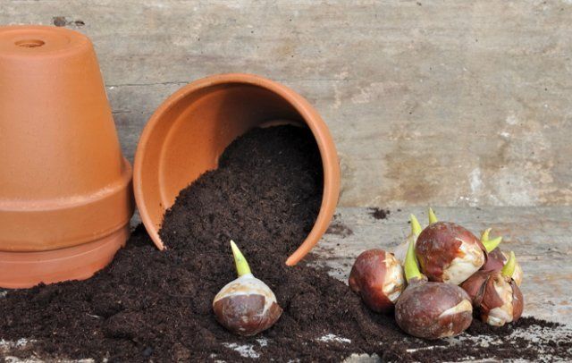 Jak pěstovat hydroponické tulipány doma.