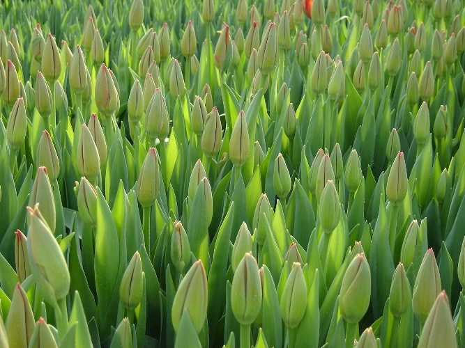 Yadda ake girma tulips hydroponic a gida.