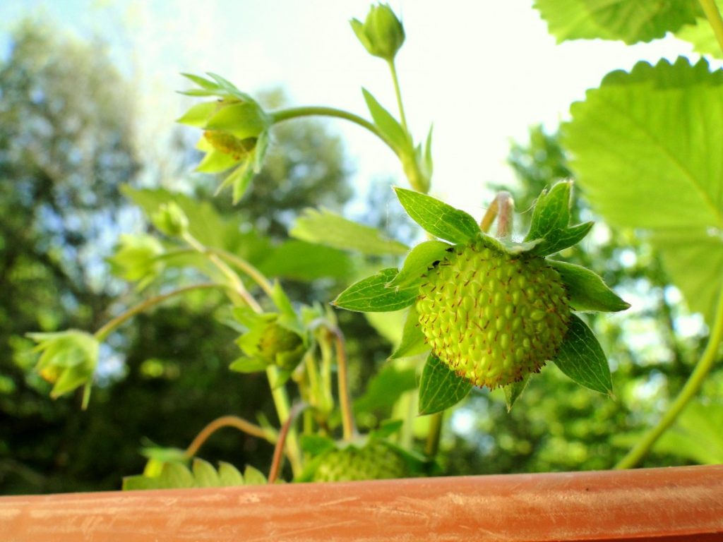 Cómo cultivar fresas hidropónicamente en casa.