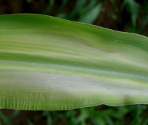 kukuřice 2