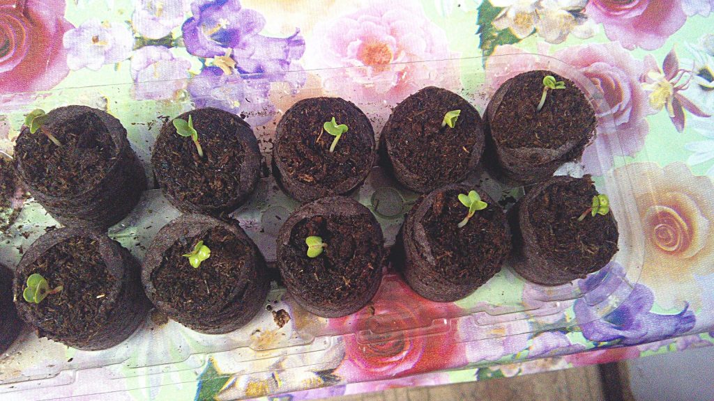 Los conceptos básicos para plantar y cultivar semillas en una planta hidropónica.