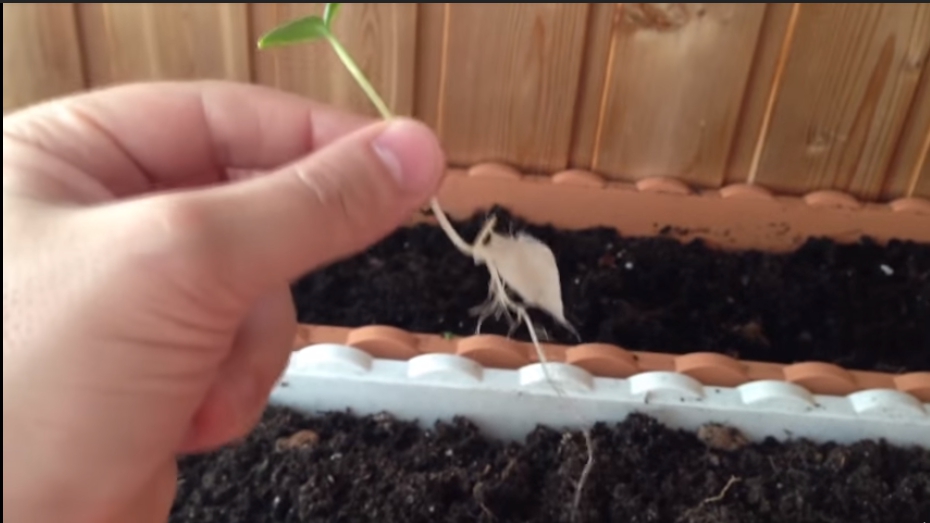 Los conceptos básicos para plantar y cultivar semillas en una planta hidropónica.