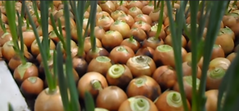 Πώς να καλλιεργήσετε κρεμμύδια υδροπονικά στο σπίτι.