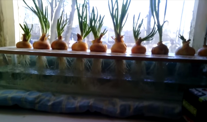 Hur man odlar lök hydroponiskt hemma.
