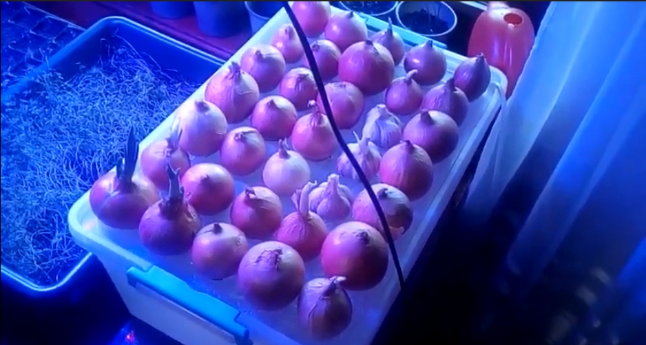 Πώς να καλλιεργήσετε κρεμμύδια υδροπονικά στο σπίτι.