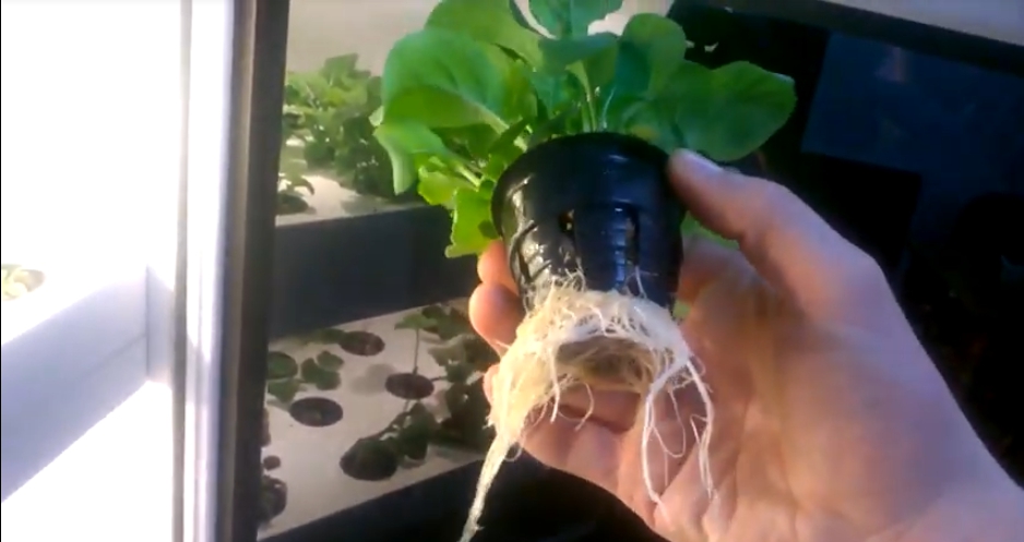 Cómo cultivar rúcula hidropónicamente en casa.