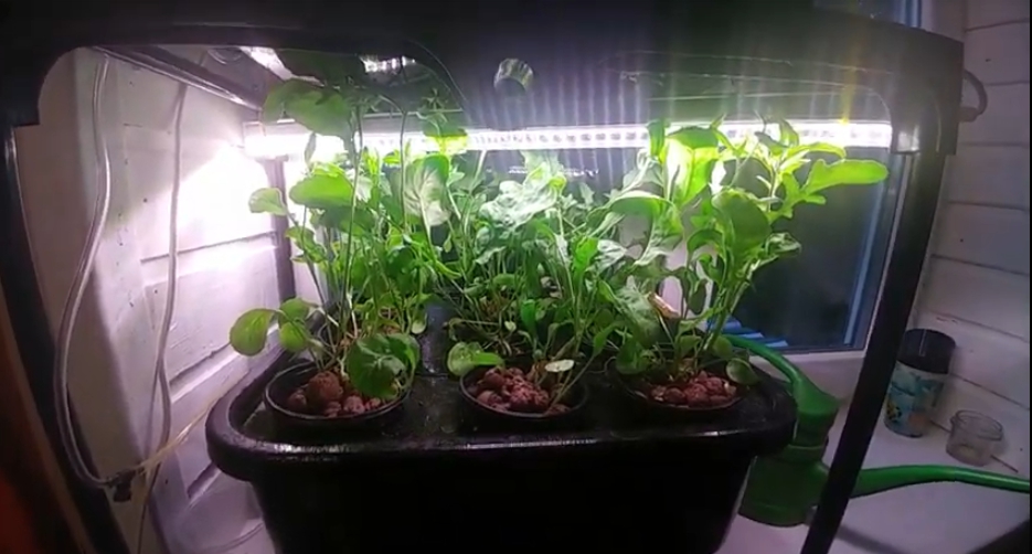 Kuinka kasvattaa rucolaa hydroponisesti kotona.