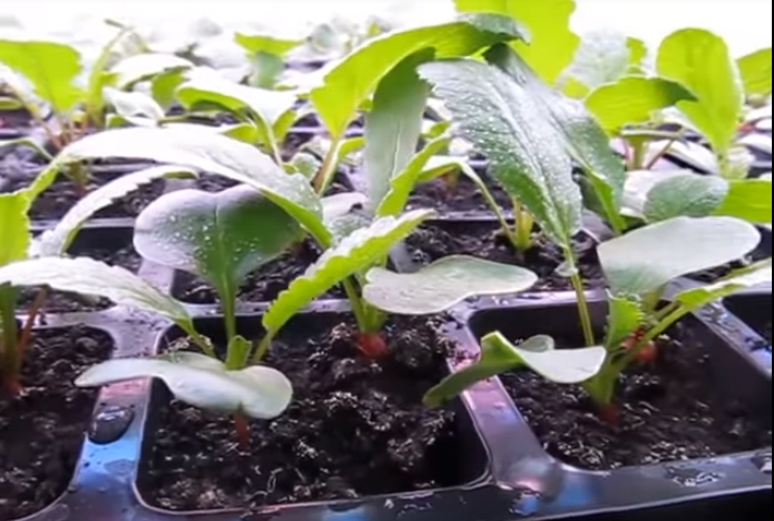 Cách trồng củ cải thủy canh tại nhà.