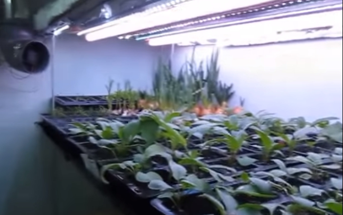 Cara menanam lobak hidroponik di rumah.