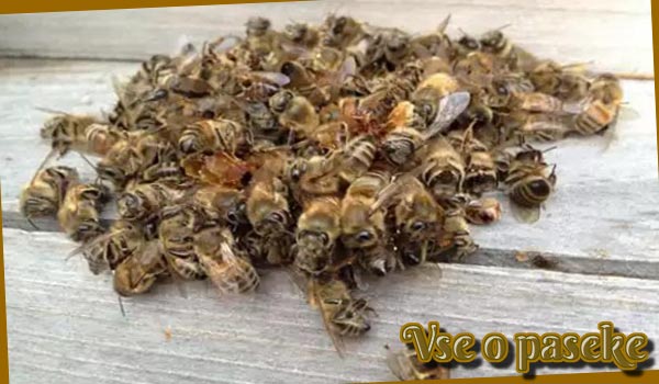plaga de abejas