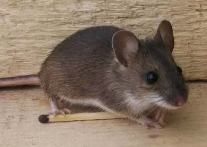ratón doméstico