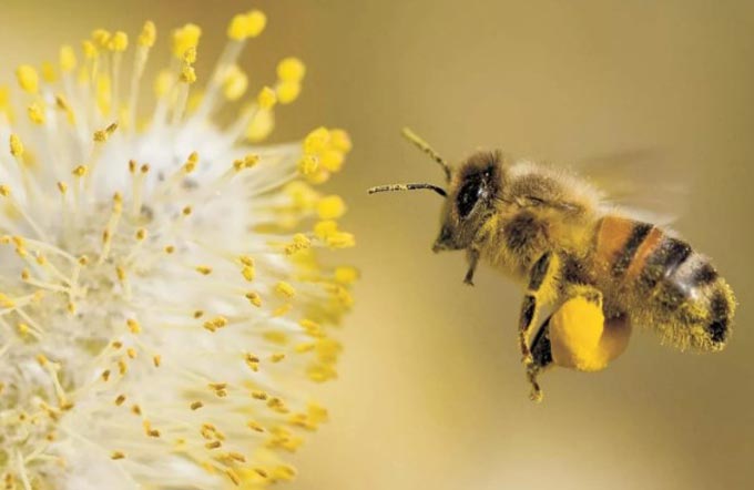 lebah dengan serbuk sari