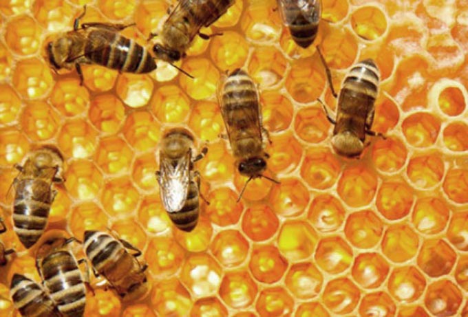 työskennellä hunajakennoissa