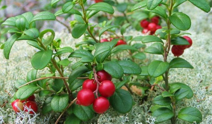 lingonberry.dll