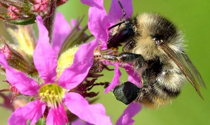 năng suất mật ong