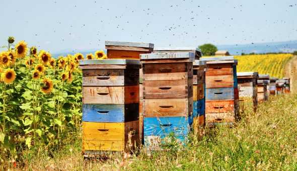 Mengenai Varre's Hive: Perhimpunan dengan Pelan Tindakan