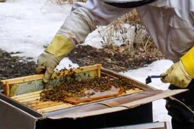 Alimentación primaveral de las abejas: diferentes tipos de alimentación.