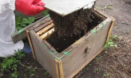 enjambre de abejas en una colmena