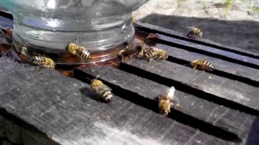 Juomat mehiläisille, kuinka saada pullo.