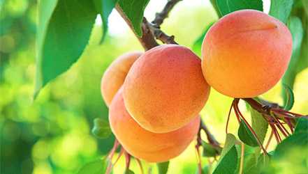 Mogna aprikoser på trädet