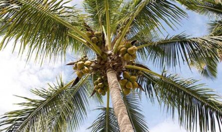 Cocos, Calorías, beneficios y daños, Propiedades útiles