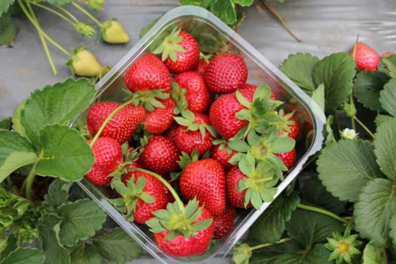 Cómo cultivar fresas hidropónicamente en casa.