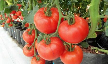 Cómo cultivar tomates hidropónicos en casa.