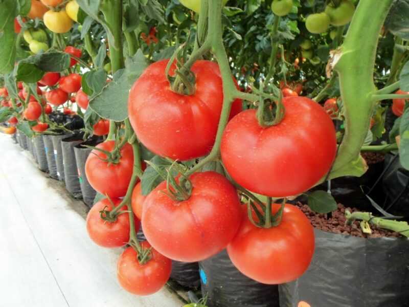 Cara menanam tomat hidroponik di rumah.