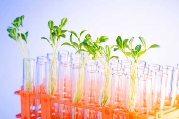 Hogyan készítsünk hidroponikus növényi megoldást
