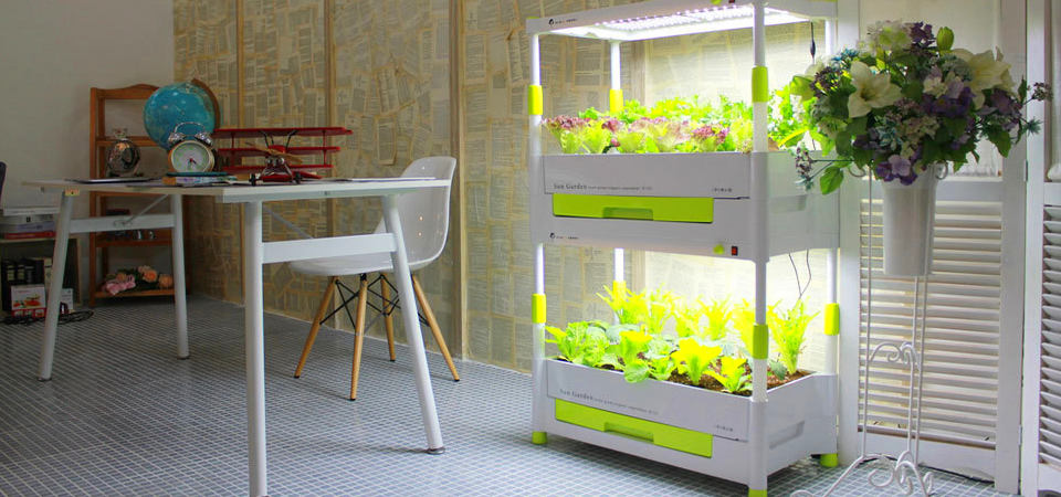 Kuinka kasvattaa hydroponista salaattia kotona