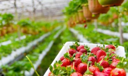 Cómo hacer una solución hidropónica para cultivar fresas.