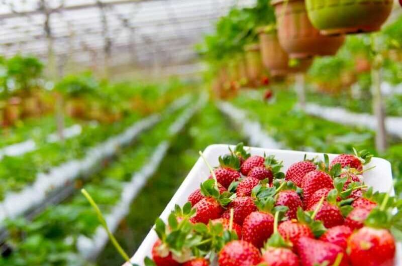 Cómo hacer una solución hidropónica para cultivar fresas.