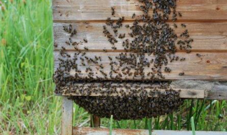 club de abejas