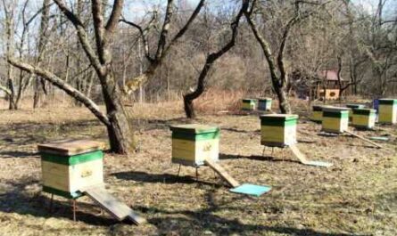 Cuidado adecuado de las abejas en primavera.