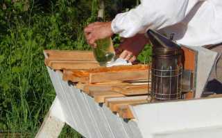 Ascosferosis en abejas: tratamiento y prevención.