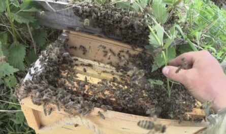 Enjambre de abejas: cómo atrapar y cómo atraer