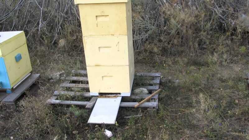 Mehiläispesien valmistaminen polystyreenistä ja polyuretaanivaahdosta: erot, plussat ja miinukset