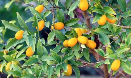 Kumquat, Calorías, beneficios y daños, Propiedades útiles