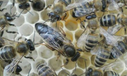 La raza de abejas Karnika y su peculiaridad.